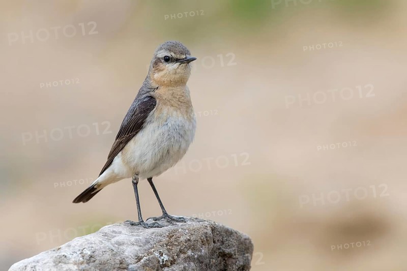 Northern Wheatear (Oenanthe oenanthe) perched on a stone, Poland
