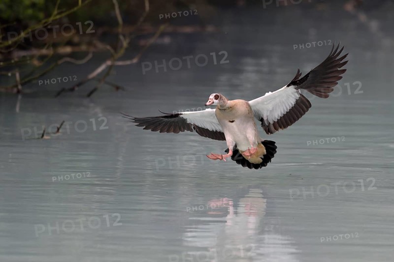 Egyptian Goose (Alopochen aegyptiaca) flying, North Rhine-Westphalia, Germany