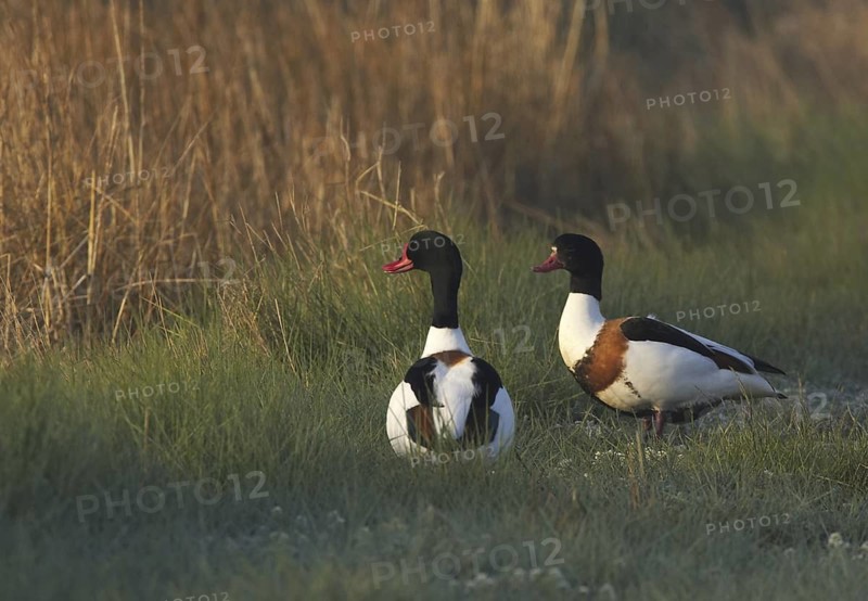 Common Shelduck (Tadorna tadorna) pair, Schleswig-Holstein, Germany