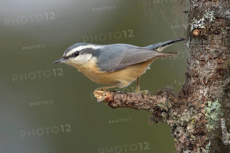 Red-breasted Nuthatch (Sitta canadensis), Alaska, USA