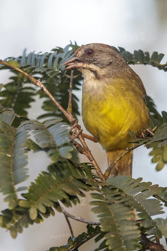 Zapata Sparrow (Torreornis inexpectata) perched on a branch in Cuba