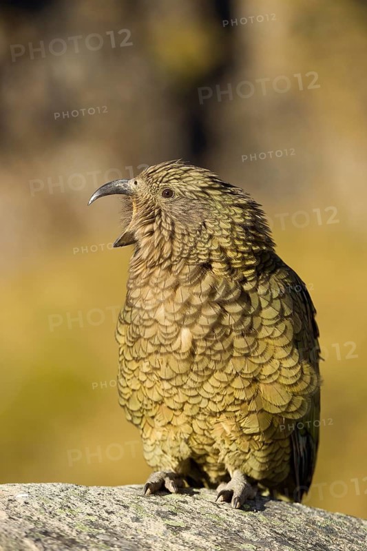 Adult kea (Nestor notabilis) calling