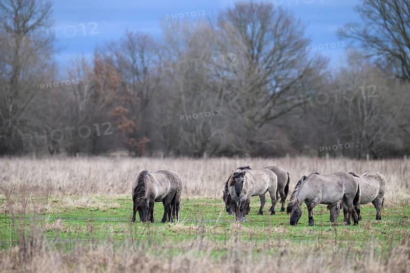 A group of wild horses Koniks graze in a meadow in an autumnal setting, Dümmer nature park Park, Lower Saxony, Germany