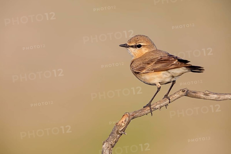 Isabelline Wheatear, (Oenanthe isabellina), biotope, habitat, foraging, animals, birds, songbird, flycatcher family Salalah, Al Mughsyal, Muscat, Oman