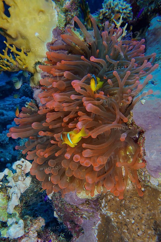 Bubble anemone (Entacmaea quadricolor)