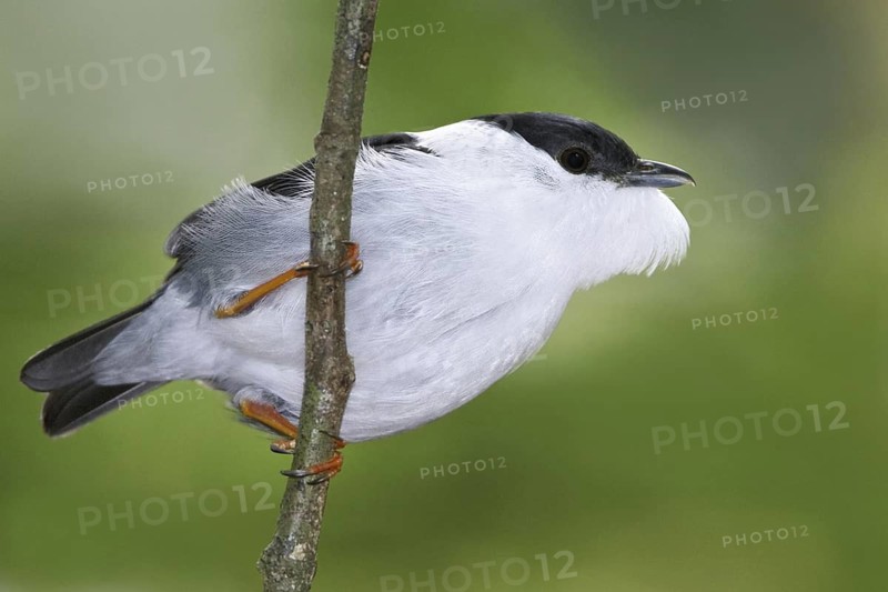White-bearded Manakin (Manacus manacus), Trinidad and Tobago