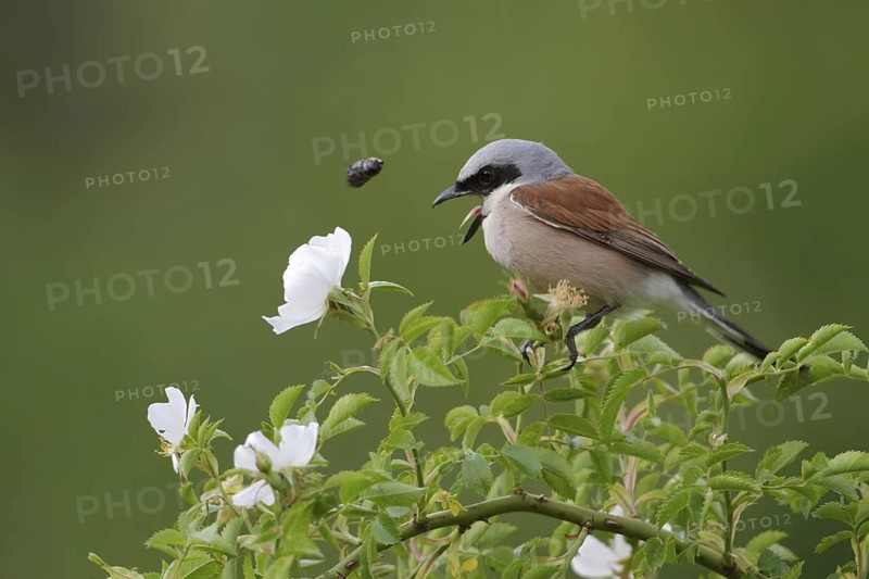 Red-backed Shrike (Lanius collurio) male, Saxony-Anhalt, Germany