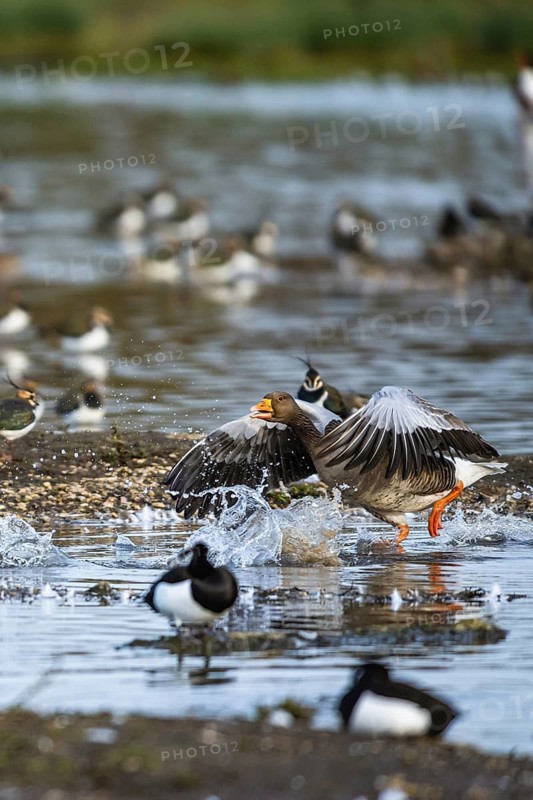 Greylag Goose, Anser anser, bird in flight over winter marshes