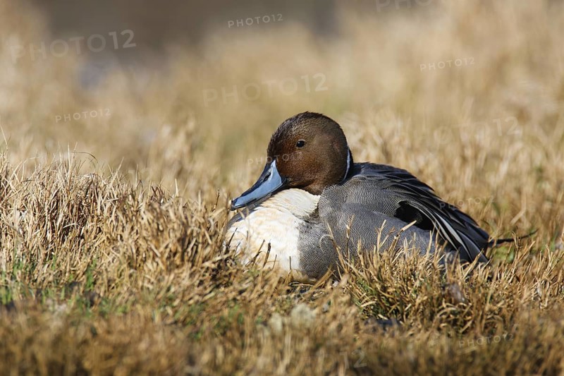 Northern Pintail (Anas acuta) male, British Columbia, Canada