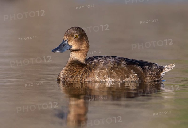 Greater Scaup (Aythya marila) female, British Columbia, Canada