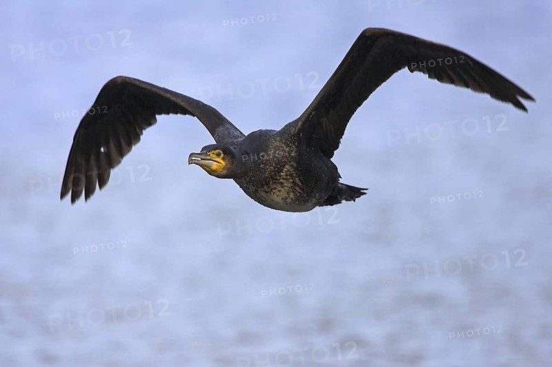 Great Cormorant (Phalacrocorax carbo) flying, Rhineland-Palatinate, Germany
