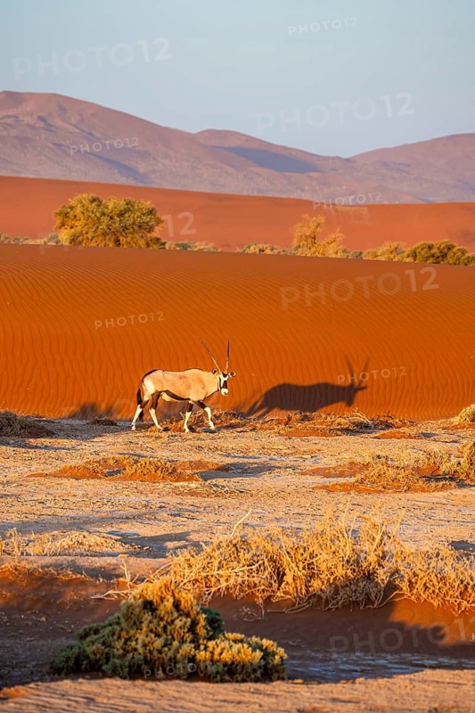 Oryx gazella, oryx antelope walking in front of the red sand dunes of the Namib Desert, Sossusvlei region, Namib-Naukluft Park, Namibia