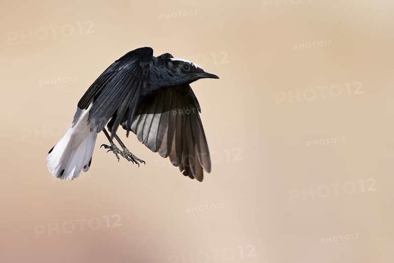 White-crowned Wheatear (Oenanthe leucopyga) flying, Eilat, Israel
