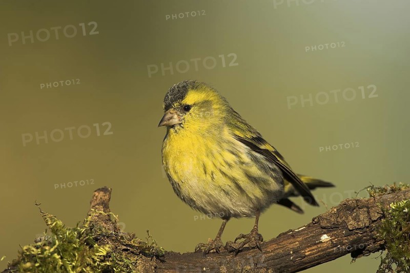 Eurasian Siskin (Spinus spinus) male, Castile-La Mancha, Spain