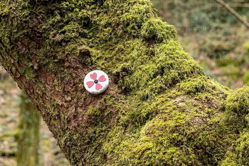 Lego piece on moss covered tree trunk, Melincourt Waterfalls Nature Reserve, Melincourt, Neath, Wales, Great Britain