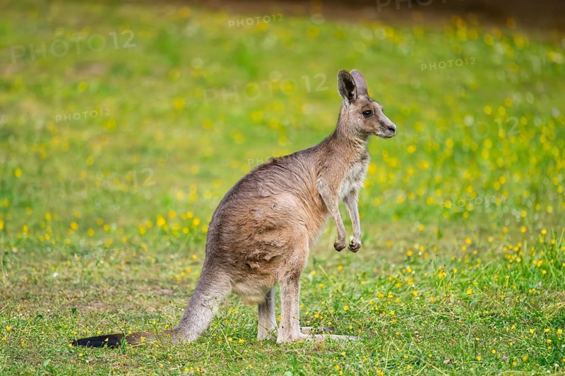 Eastern Gray Kangaroo (Macropus giganteus) standing on a meadow, captive, Germany