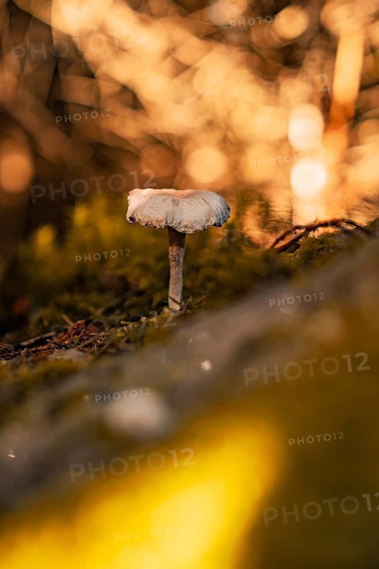 Small mushroom growing on moss-covered ground in autumn, Black Forest, Germany