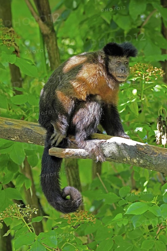 Crested Capuchin (Sapajus apella), adult, on tree, vigilant, South America