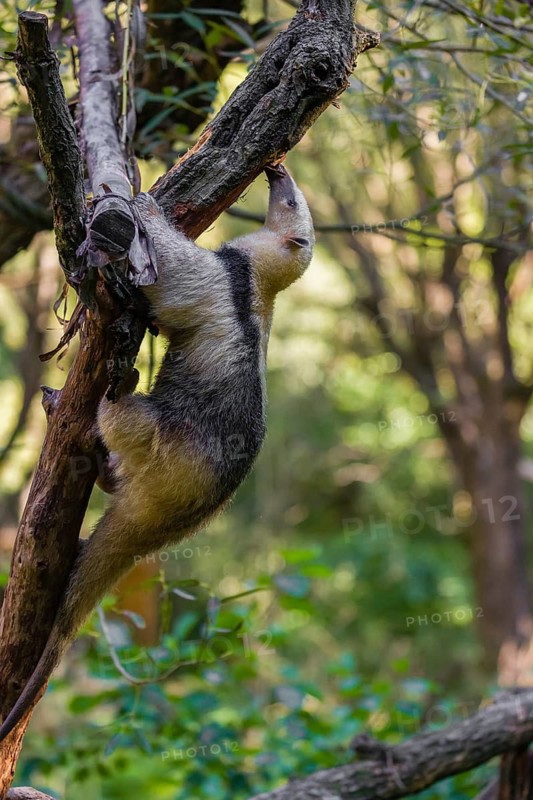 One southern tamandua (Tamandua tetradactyla), climbs up a tree in a forest