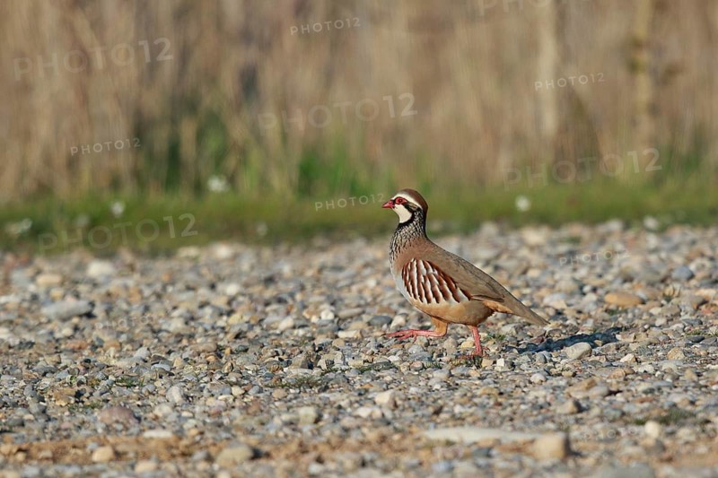 Red-legged Partridge (Alectoris rufa), Spain