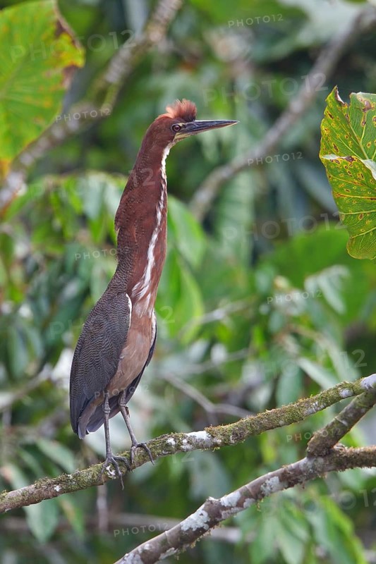 Rufescent Tiger-Heron (Tigrisoma lineatum) perched on a branch in Ecuador, South America