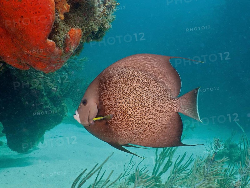 Gray angelfish (Pomacanthus arcuatus)