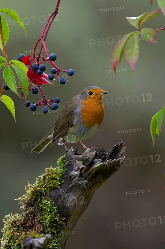 European Robin (Erithacus rubecula) perched on old mossy branch, Saxony, Germany