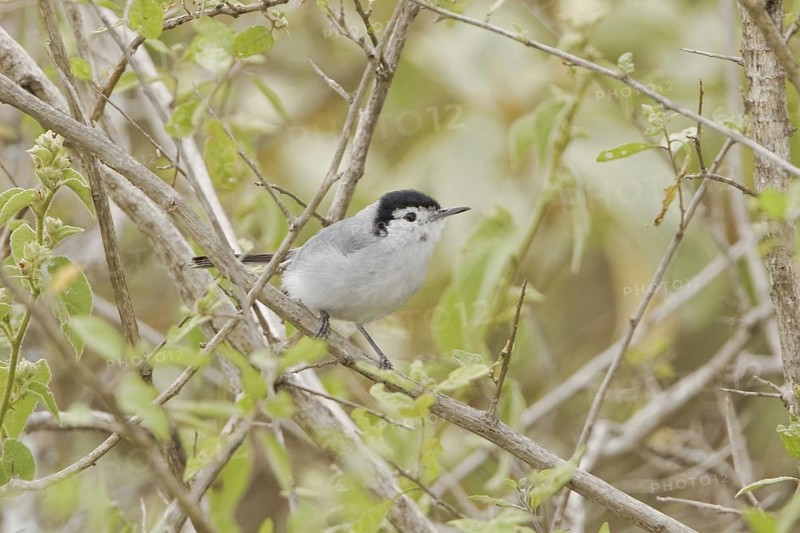 Tropical Gnatcatcher (Polioptila plumbea), Ecuador