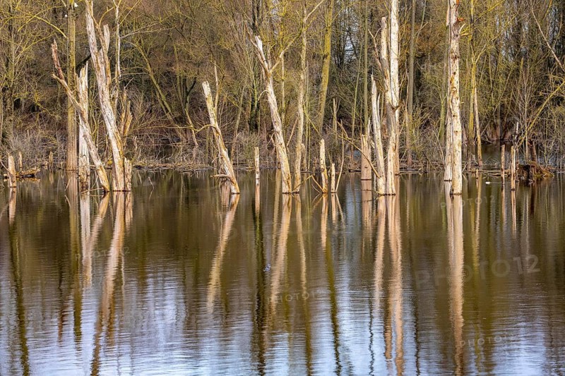The Bislicher Insel, nature reserve on the Rhine, Altrheinarm, near Xanten, Lower Rhine, Wesel district, one of the few floodplain landscapes in Germany, winter, North Rhine-Westphalia, Germany