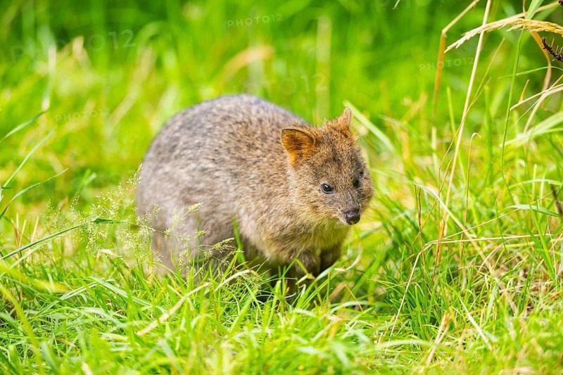 Quokka (Setonix brachyurus) kangaroo standing on a meadow, captive