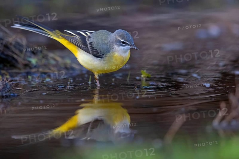 Grey wagtail (Motacilla cinerea), Bergeronnette des ruisseaux, Lavandera Cascadeña, mountain wagtail, songbird species, waters, water, river, Slovenska Bistrica area, Slovenska Bistrica, Podravska, Slovenia