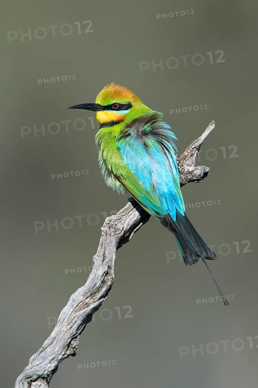 Rainbow Bee-eater (Merops ornatus) male perched on a branch, South Australia, Australia
