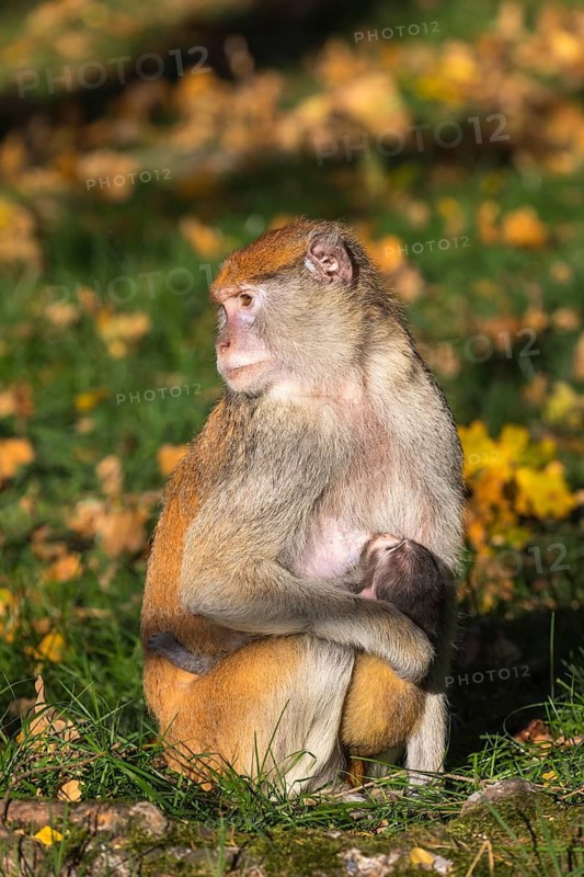 One female patas monkey (Erythrocebus patas)with her baby in late light on a green meadow