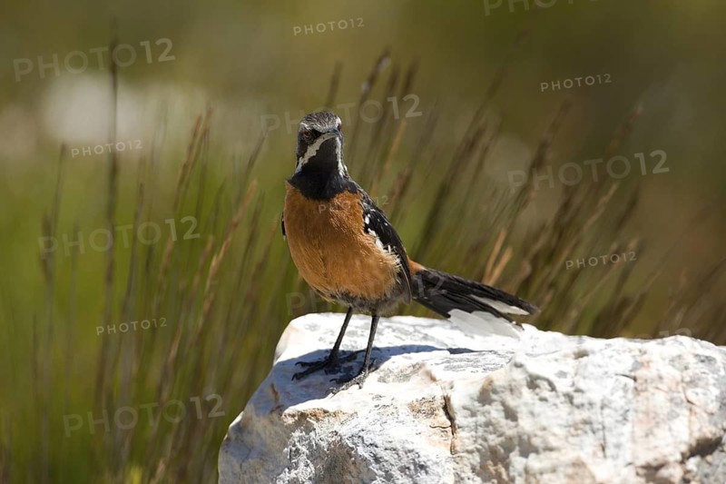 Cape Rockjumper (Chaetops frenatus), South Africa