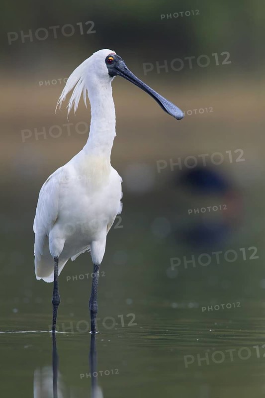 Royal Spoonbill (Platalea regia), Victoria, Australia