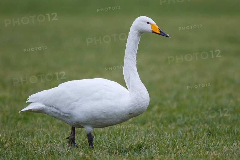 Whooper Swan (Cygnus cygnus), Netherlands