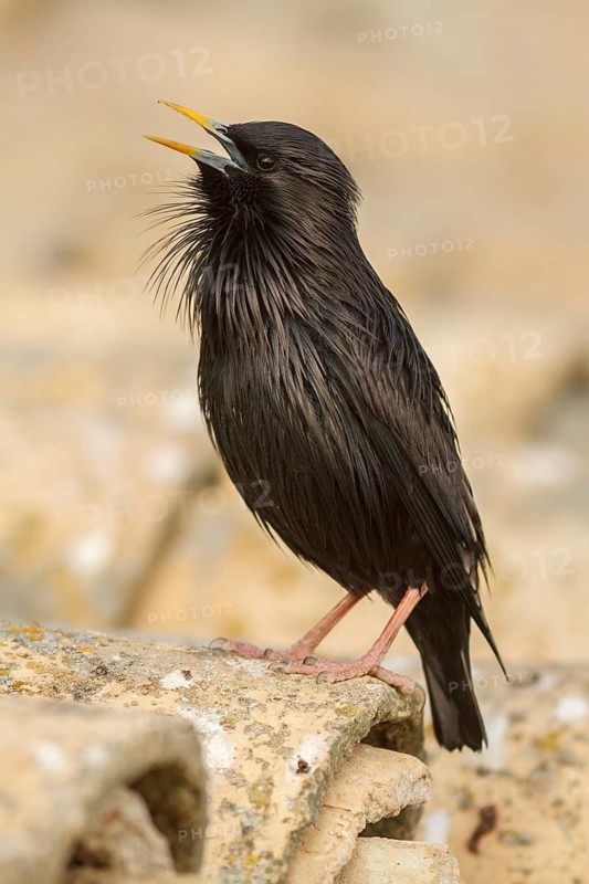 Spotless Starling (Sturnus unicolor) calling from roof, Castile-La Mancha, Spain