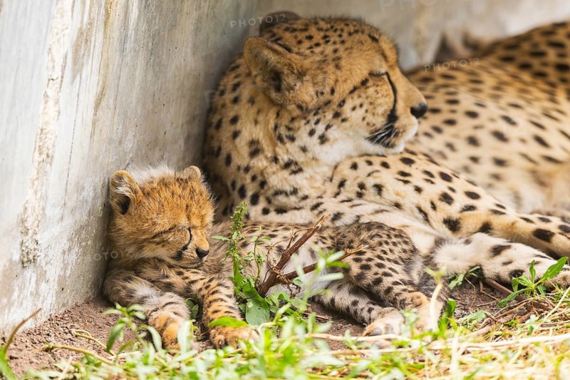 Cheetah (Acinonyx jubatus) mother with her youngster, captive, occurrence Africa