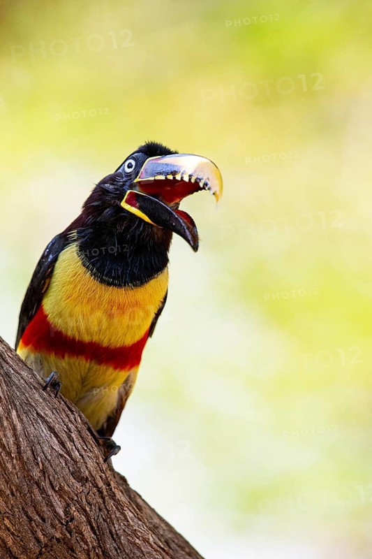 Chestnut-eared aracari (Pteroglossus castanotis) Pantanal Brazil#