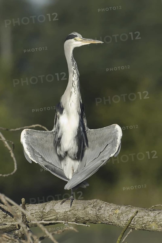 Grey Heron (Ardea cinerea), Saxony, Germany