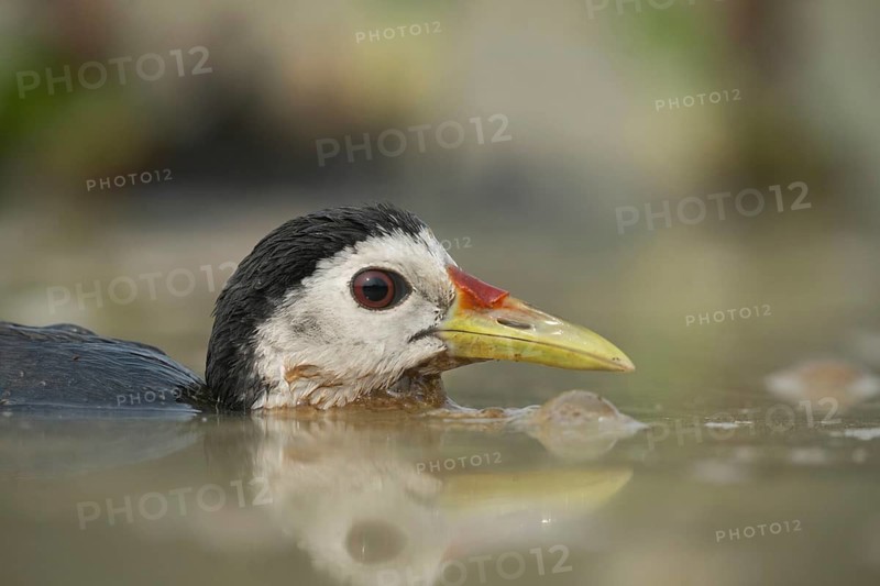 A white-breasted waterhen (Amaurornis phoenicurus) in the water, Sreepeur, Gazipur