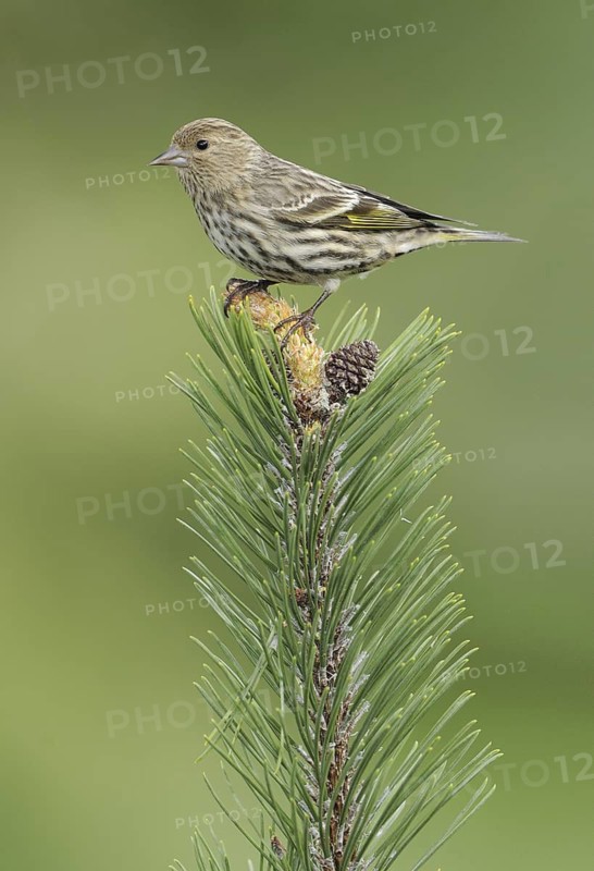 Pine Siskin (Spinus pinus), British Columbia, Canada