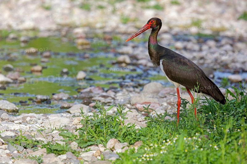 Black stork, Ciconia nigra, Lesvos, Greece