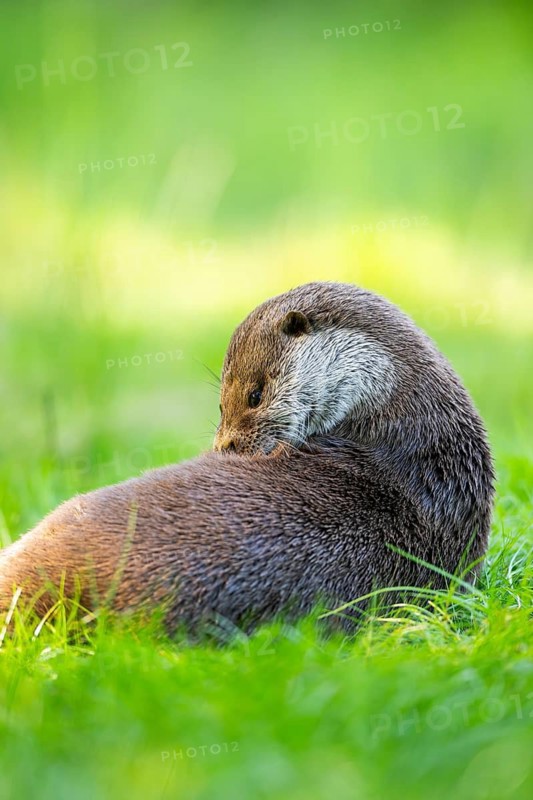 Eurasian otter (Lutra lutra) on a meadow, Hesse, Germany