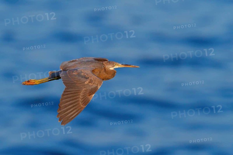 Heron, (Egretta gularis), heron, animals, birds, biotope, habitat, foraging Salalah, Raysut, Dhofar, Oman