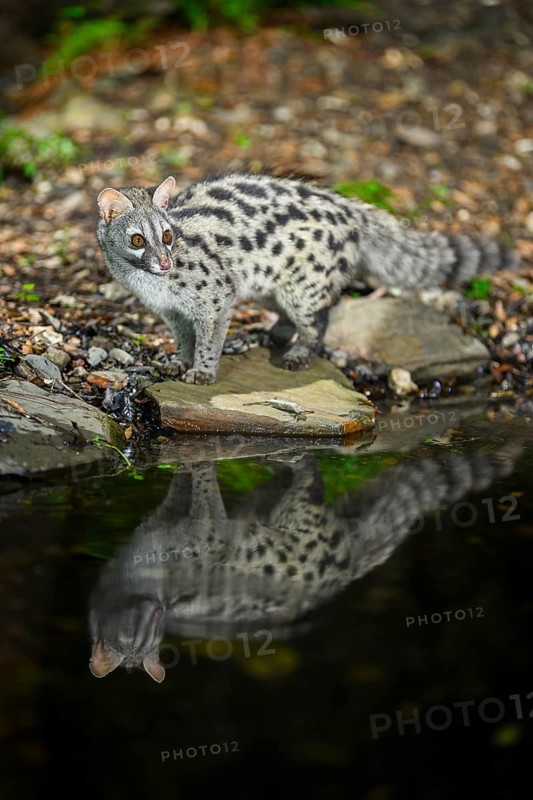 Common genet (Genetta genetta) at the shore of a lake, wildlife in a forest, Montseny National Park, Catalonia, Spain