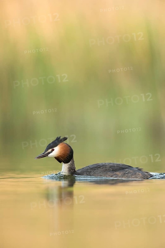Stille am See... Haubentaucher *Podiceps cristatus*