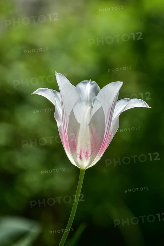 Blossom of a tulip (Tulipa), Bavaria, Germany