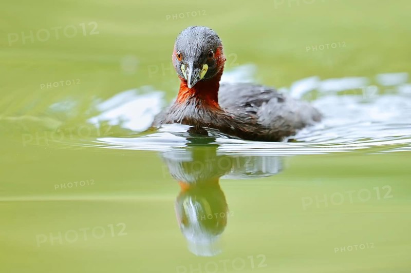 Little grebe (Tachybaptus ruficollis), North Rhine-Westphalia, Germany