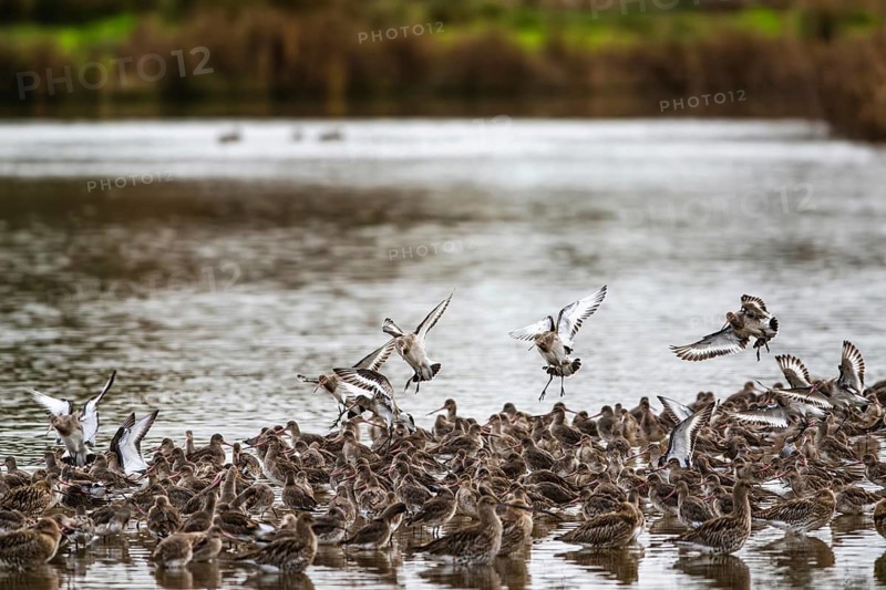 Black-tailed Godwits, Limosa limosa, birds in flight over marshes